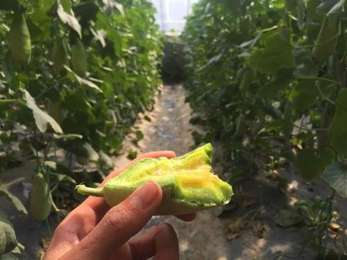 网红黑料一手吃瓜,一手吃瓜,带你领略网络舆论风云 第3张 网红黑料一手吃瓜,一手吃瓜,带你领略网络舆论风云 第3张